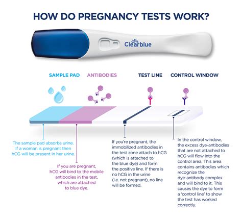 can you take a pregnancy test with tears|can pregnancy test be effective.